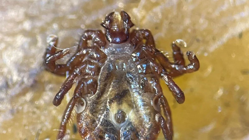 Türkiye’de yeni kene türü! 30’dan fazla hastalık taşıyor