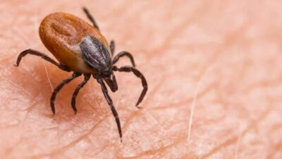 Keneye bir kurban daha!