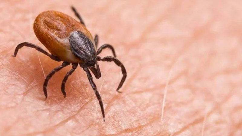 Keneye bir kurban daha!