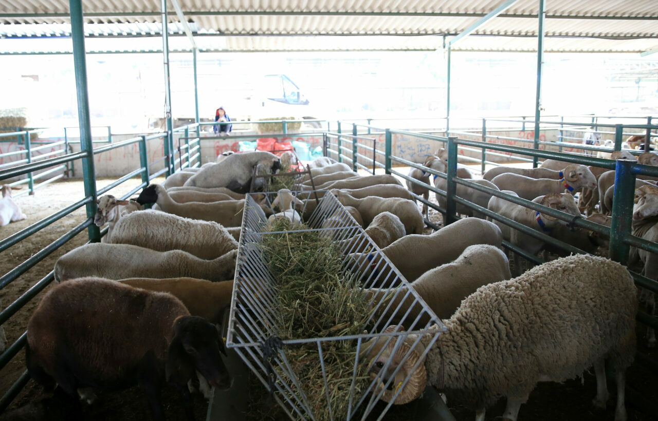 Kurbanlık seçiminde bunlara dikkat!