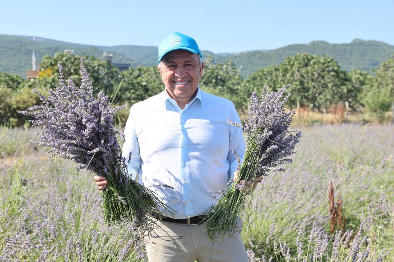 Bursa Nilüfer’de hasat sevinci! Başkan Özdemir lavantaları topladı