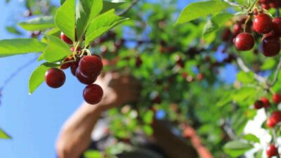 Meyvedeki düşüş tarım işçilerini de vurdu