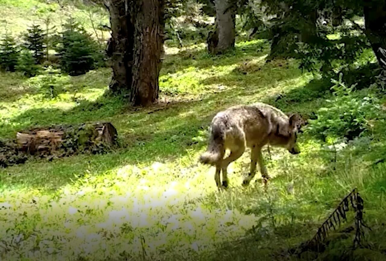 Nesli tehlike altında! Bursa’da görüntülendi Nesli tehlike altında! Bursa’da görüntülendi