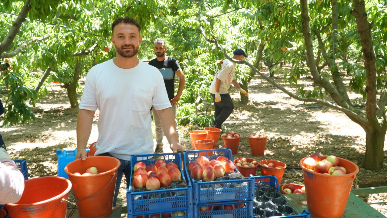 Bursa’nın marka meyvelerinde rekolte nasıl? Hasat başladı ama üretici de dertli işçi de…