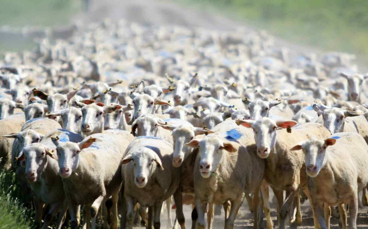 TİGEM Karacabey’den hem üreticiye hem ekonomiye katkı TİGEM Karacabey’den hem üreticiye hem ekonomiye katkı