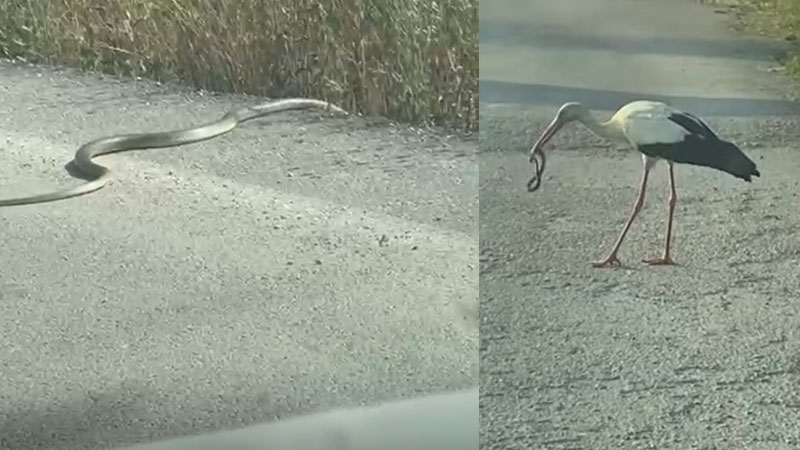 Bursa’da yılan avı kamerada: Vatandaşlar tedirgin Bursa’da yılan avı kamerada: Vatandaşlar tedirgin