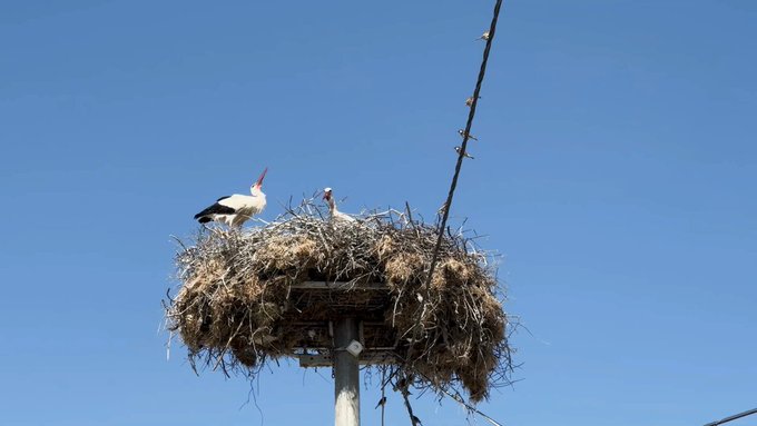 Bursa’nın simgesi Yaren leylekten haber var! Bursa’nın simgesi Yaren leylekten haber var!
