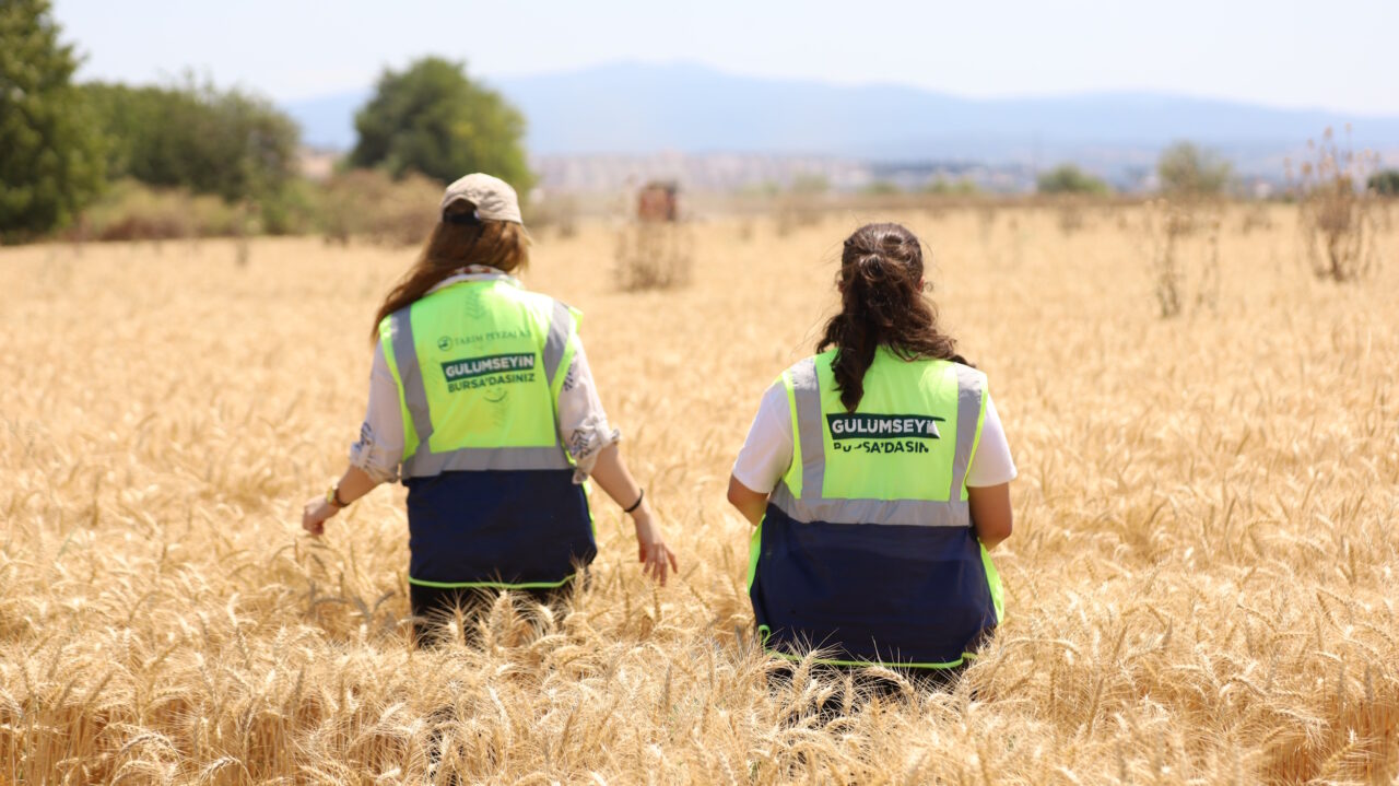Bursa Büyükşehir’den üreticiye 60 ton ücretsiz buğday