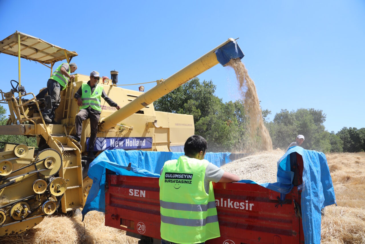 Bursa’da siyez buğdayında hasat bereketi Bursa’da siyez buğdayında hasat bereketi