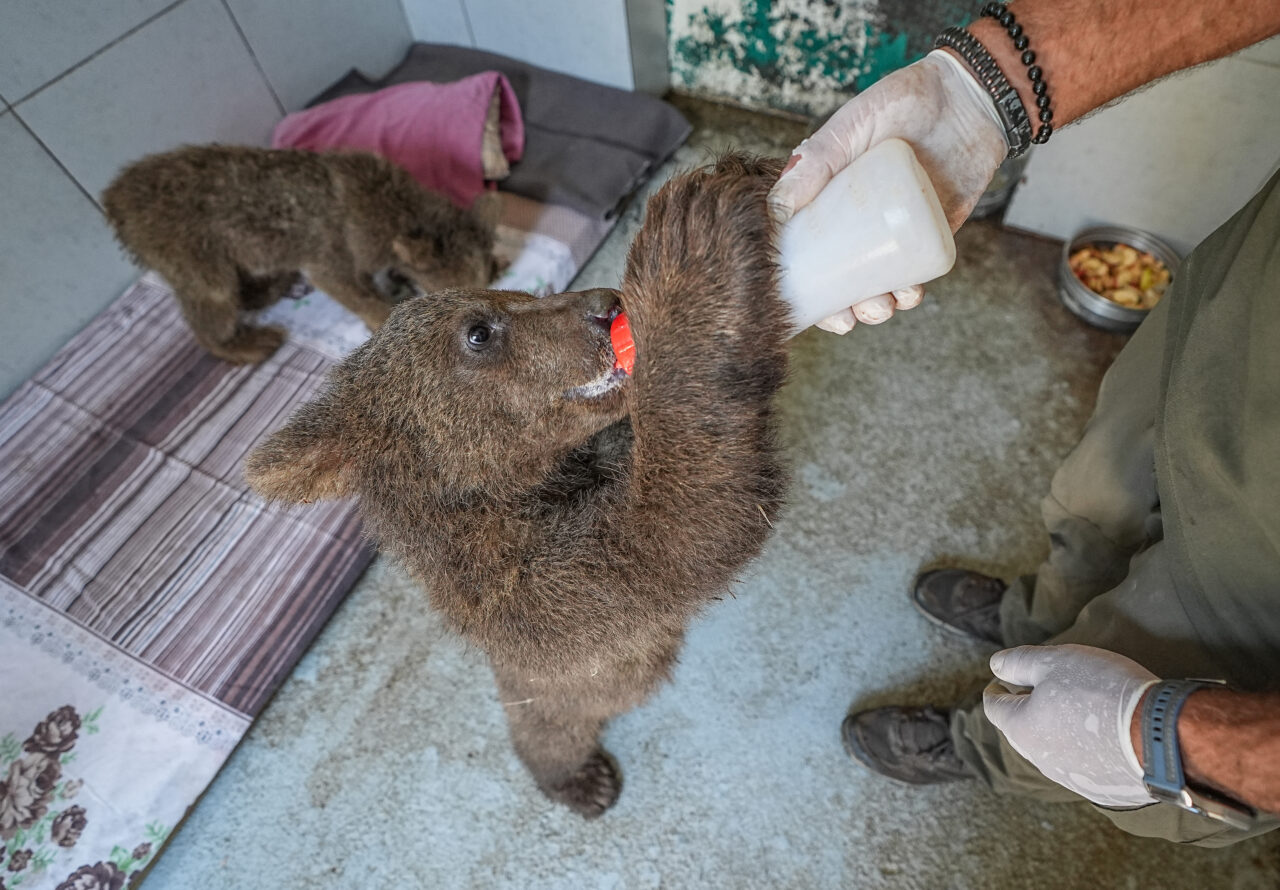Bursa’daki barınağın minik sakinleri; İşte karşınızda Bulut ve Yağmur