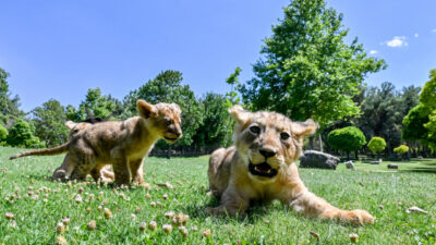 Cumhurbaşkanı Erdoğan’ın aslanlarına isim aranıyor: Anketle belirlenecek