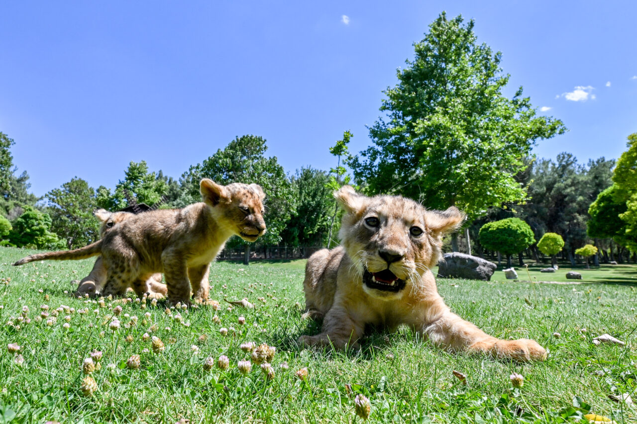 Cumhurbaşkanı Erdoğan’ın aslanlarına isim aranıyor: Anketle belirlenecek