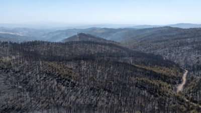 Bursa’da harekete geçildi! Yanan alanlar yeniden yeşerecek