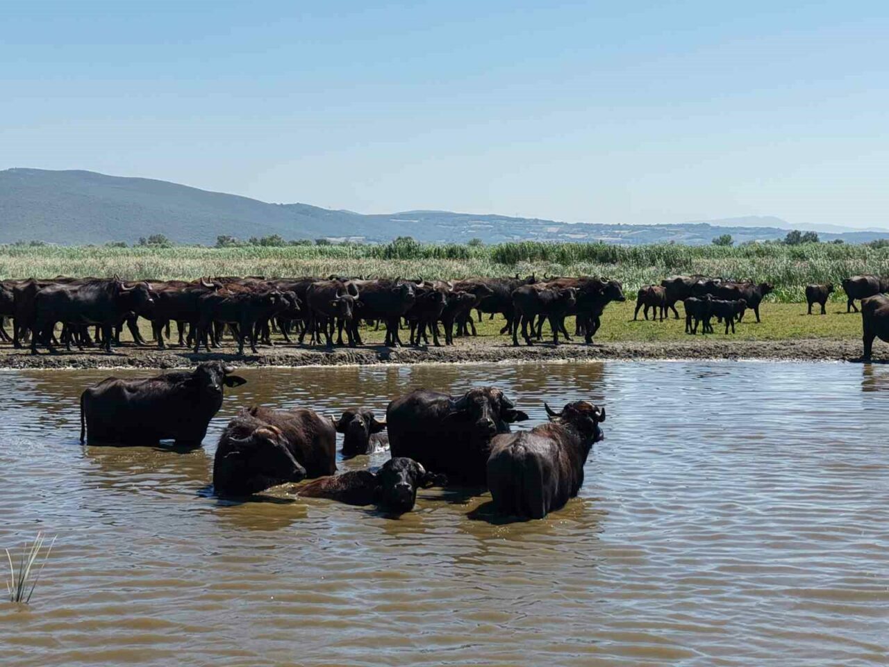 Afrika savanasını andıran görüntüler Bursa’dan