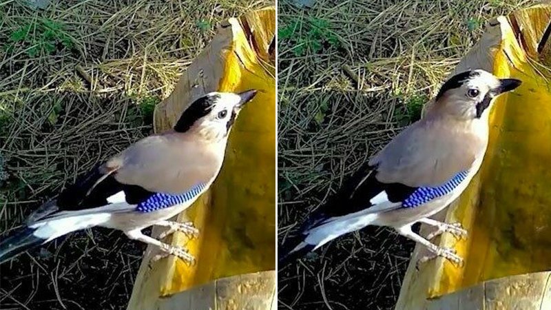 Bursa Uludağ’da görüntülendi! Mavi tüyleriyle dikkat çekiyor
