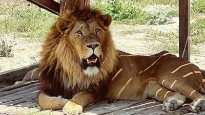 Firari aslan aranıyor: Bir kişiyi ağır yaraladı