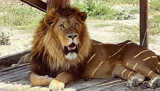 Firari aslan aranıyor: Bir kişiyi ağır yaraladı