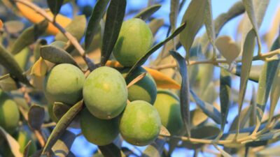 Bursa’nın marka ürününde bu fiyatları kaçırmayın