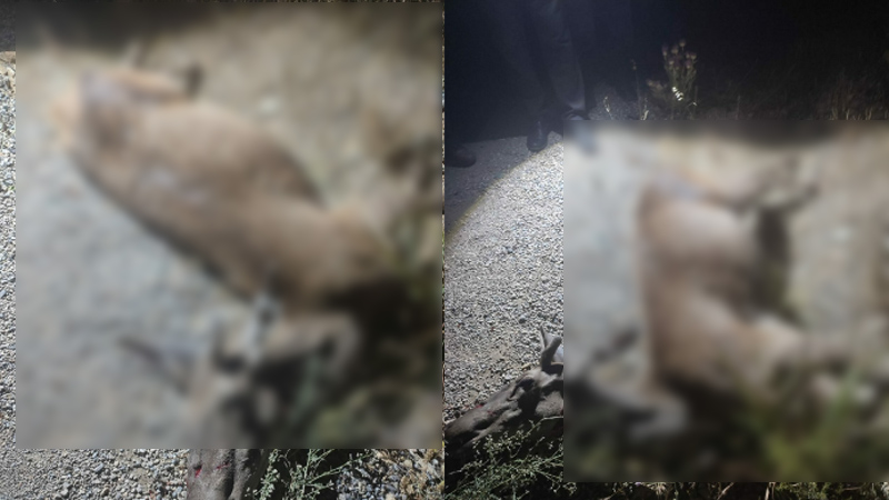 Bursa’da yolda ölü geyik bulundu Bursa’da yolda ölü geyik bulundu
