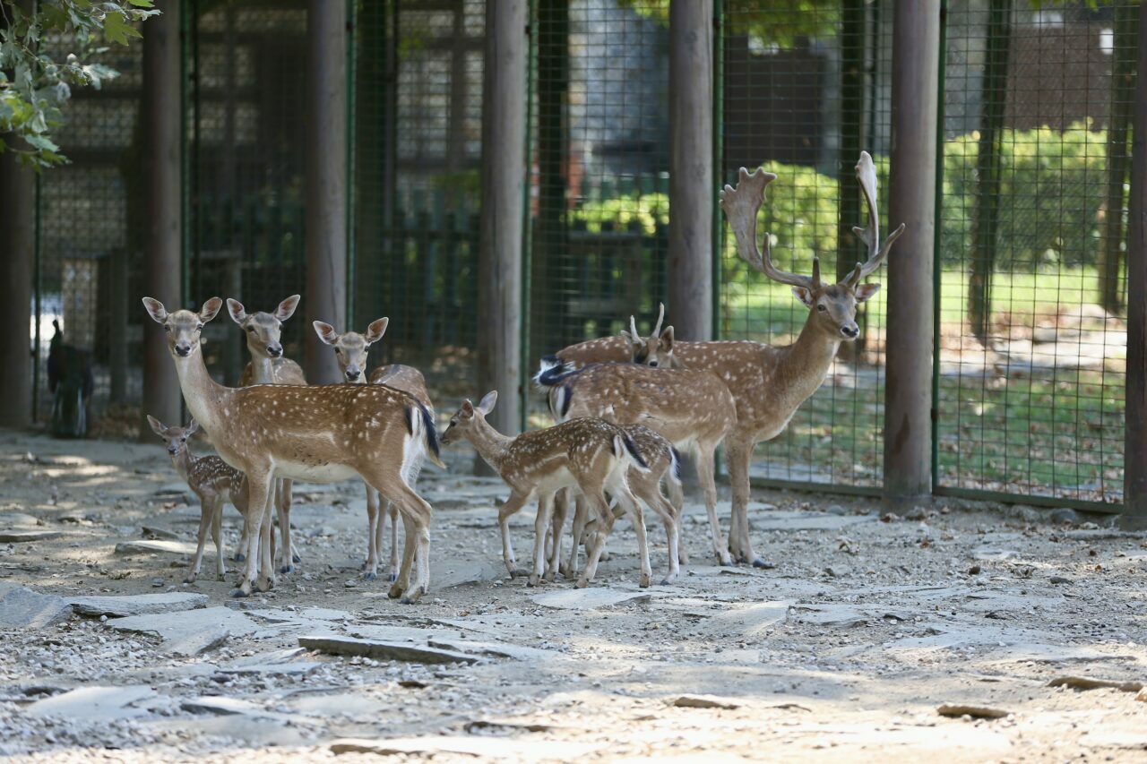 Bursa Hayvanat Bahçesi’nin 3 küçük üyesine özenle bakılıyor