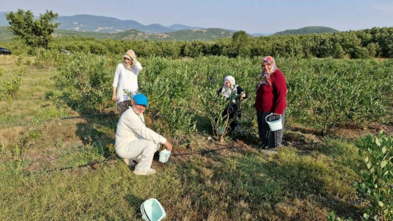 Bursa'nın Orhaneli ilçesinde yaban mersini meyvesinin hasadı başladı.