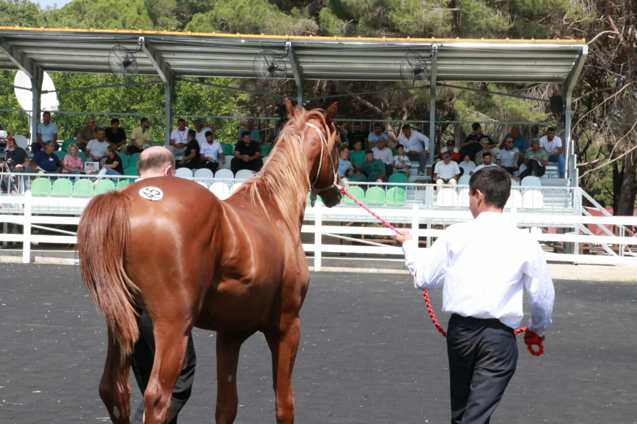 Bursa’da Arap tayların satışından büyük gelir! Bursa’da Arap tayların satışından büyük gelir!