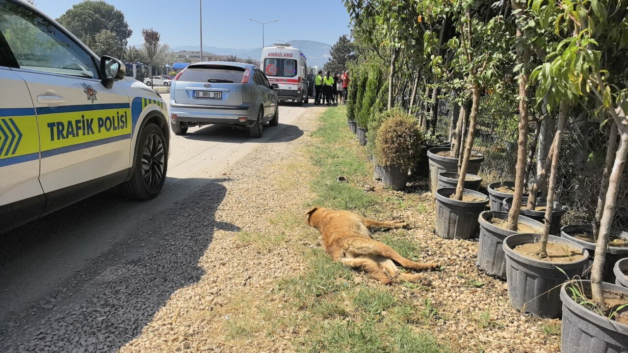 Bursa’da feci kaza! Köpeğe çarptı…