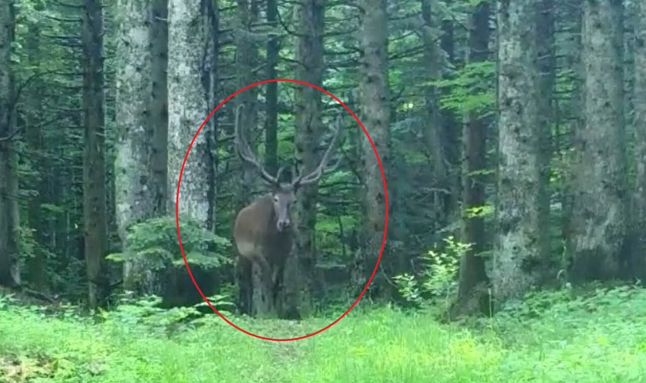 Bursa’da fotokapanla görüntülendi
