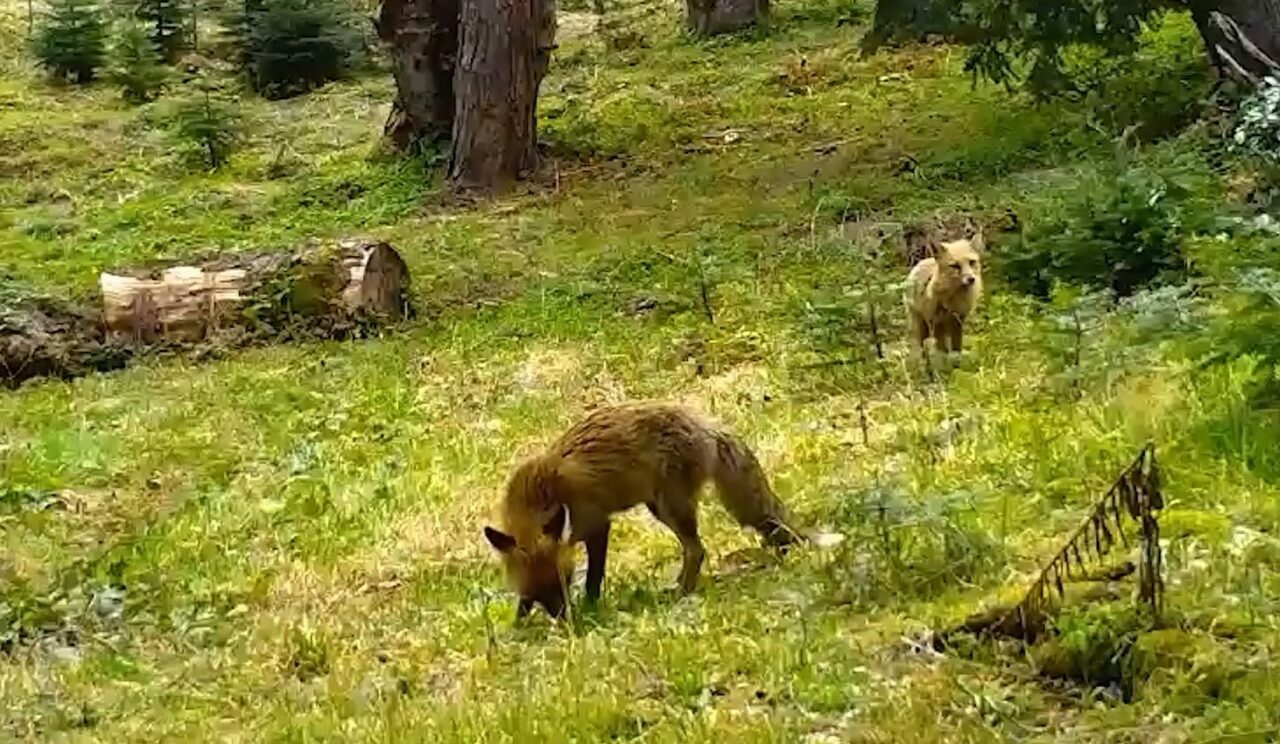 Bursa’da görüntülendiler! Kızıl tilki ile yavrusu…