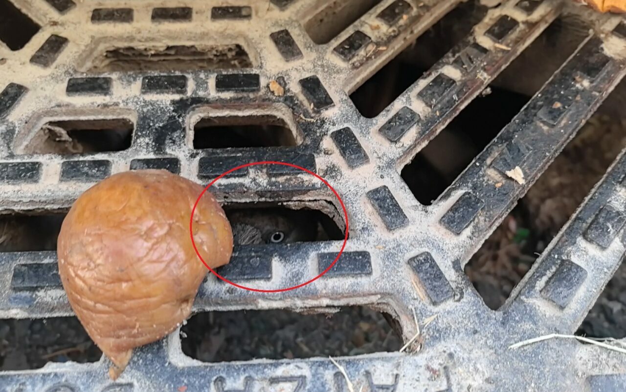 Bursa’da karga operasyonu! Rögarda mahsur kalmış Bursa’da karga operasyonu! Rögarda mahsur kalmış