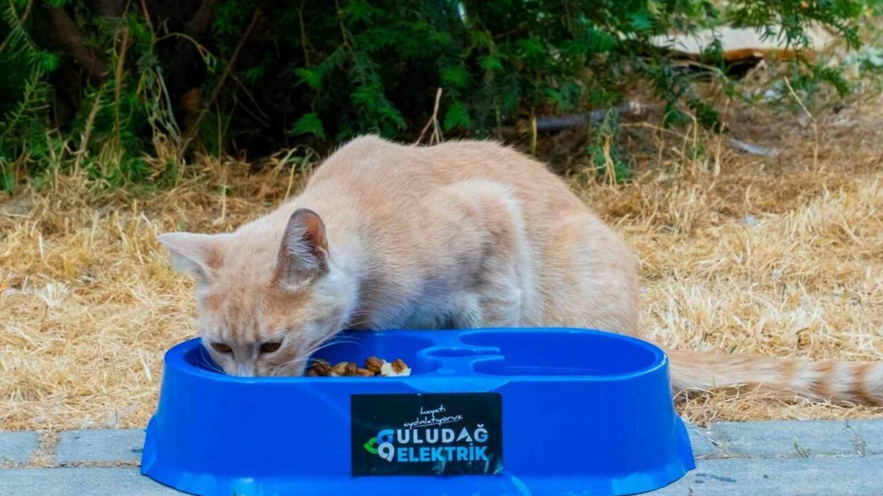 Bursa’da sıcak yaz günlerinde can dostlara destek Bursa’da sıcak yaz günlerinde can dostlara destek