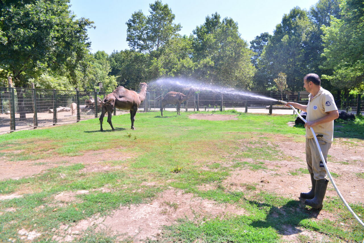 Bursa’da sıcak hava onları da etkiledi! Böyle serinlediler Bursa’da sıcak hava onları da etkiledi! Böyle serinlediler