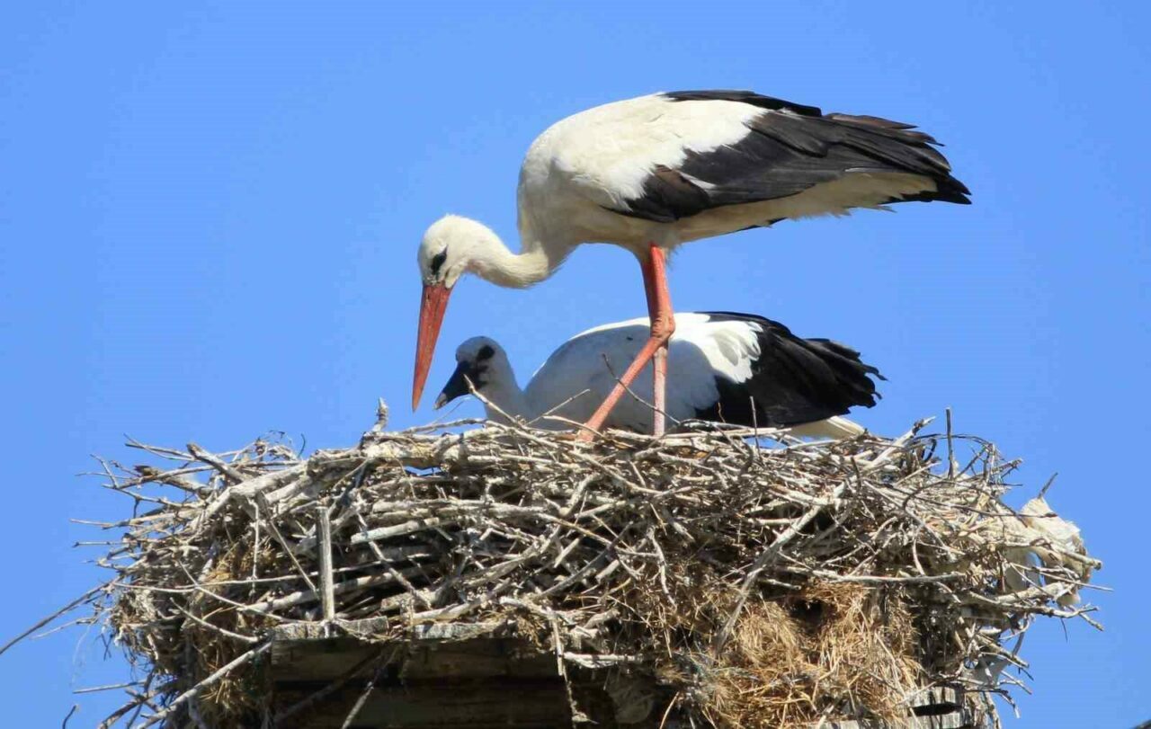 Bursa’da Yaren leyleği kıskandıracak Leylek Köyü