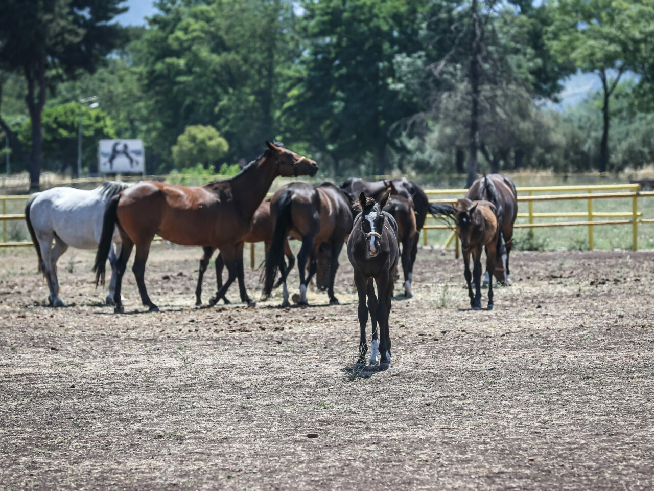 Bursa’daki bu atlar çok özel!