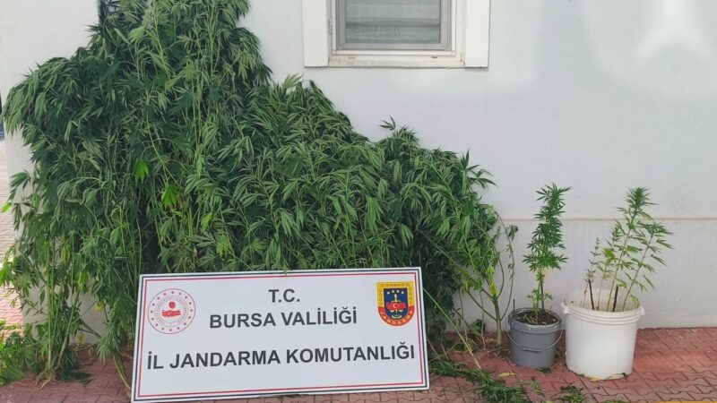 Bursa’da kenevire suçüstü Bursa'nın İnegöl ilçesinde Jandarma komutanlığı ekipleri evinin bahçesinde kenevir yetiştiren