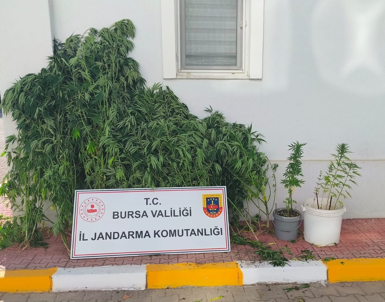 Bursa’da kenevire suçüstü