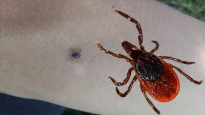 Kene kabusu devam ediyor: Bir ölüm daha