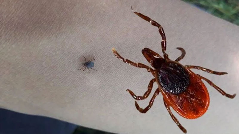 Kene kabusu devam ediyor: Bir ölüm daha Kene kabusu devam ediyor: Bir ölüm daha