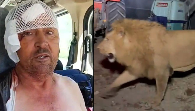 Aslanla boğuşan adam o anları anlattı: Bir anda üstüme çöktü Aslanla boğuşan adam o anları anlattı: Bir anda üstüme çöktü