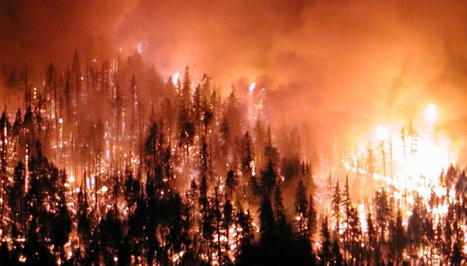 Orman yangınlarında cevabı beklenen soru