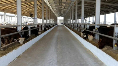 Bakanlıktan şap hastalığı açıklaması