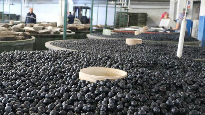 Marmarabirlik, Mudanya köylerine zeytinyağı fabrikası kurmaya hazırlanıyor ve ilk sıkımın