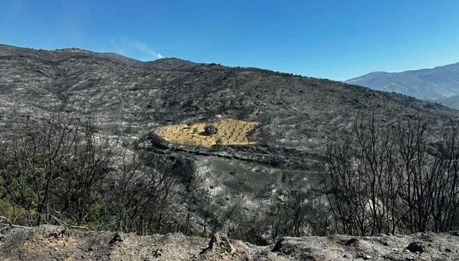 Ödemiş’te şaşırtan görüntü: Sadece o bölge yanmadı! Ödemiş’te şaşırtan görüntü: Sadece o bölge yanmadı!