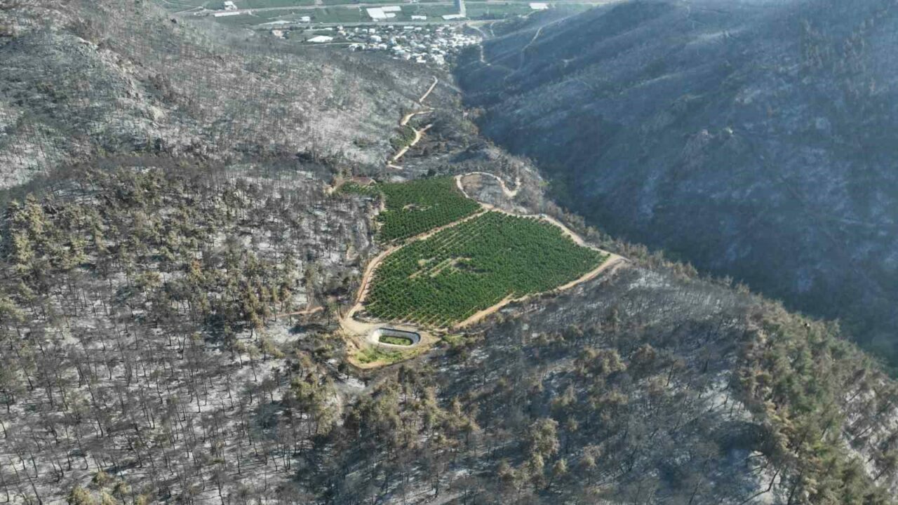Görüntü Bursa’dan… Sadece orası yeşil kaldı Görüntü Bursa’dan… Sadece orası yeşil kaldı