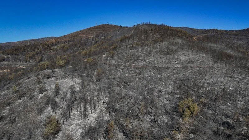 Hatay’ın ciğerleri kül oldu