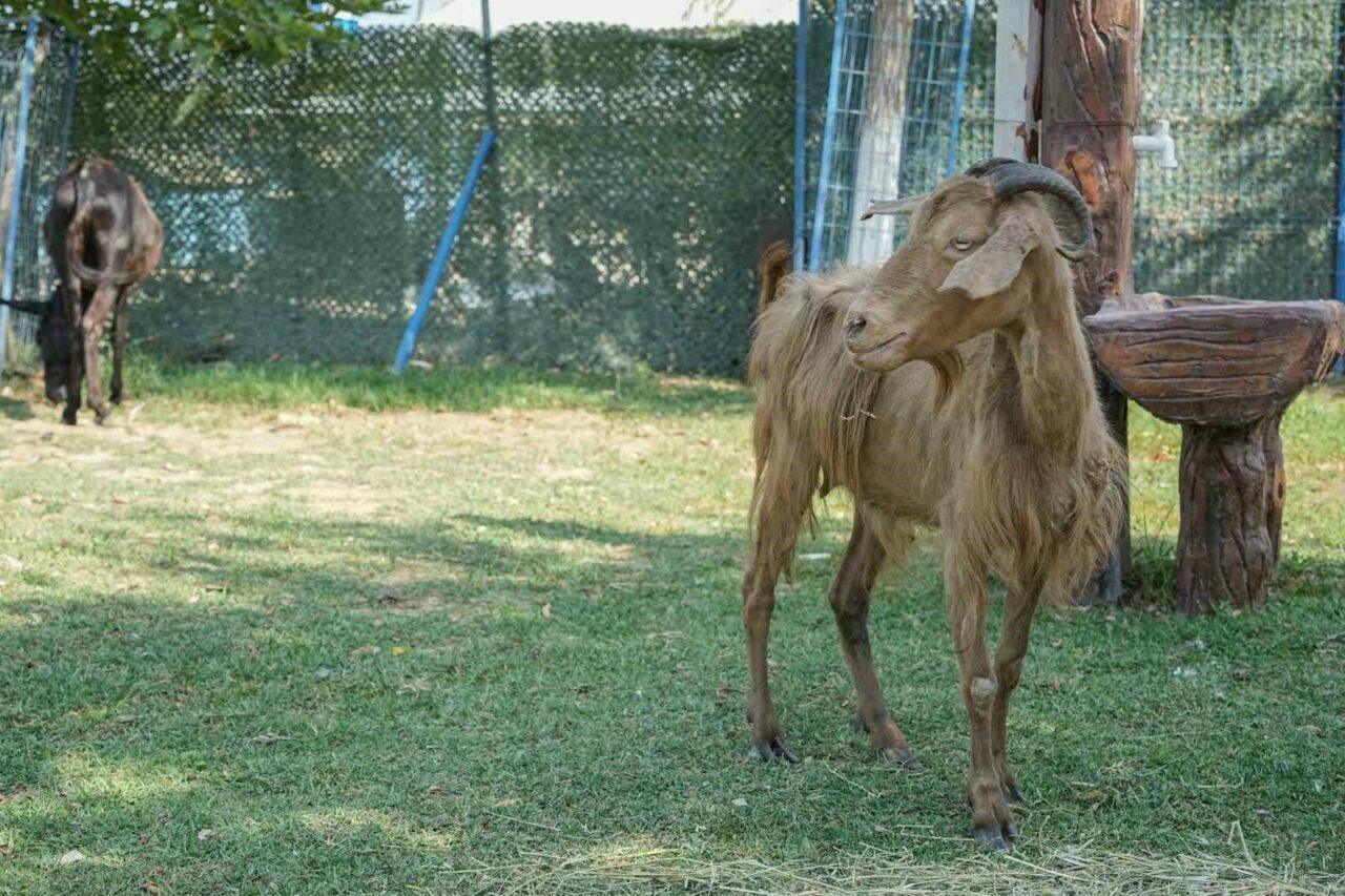 İzmir’deki yangında dehşeti yaşamışlardı! Bursa’ya getirildiler İzmir’deki yangında dehşeti yaşamışlardı! Bursa’ya getirildiler