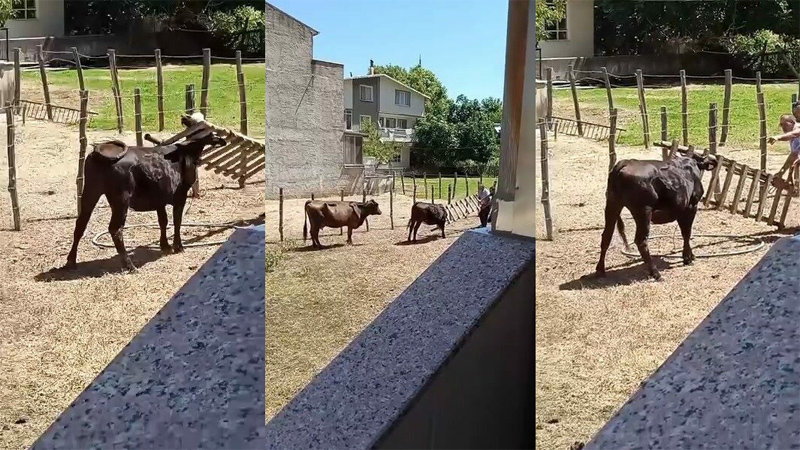 Bursa’da meraklı ineğin başı sıkıştı