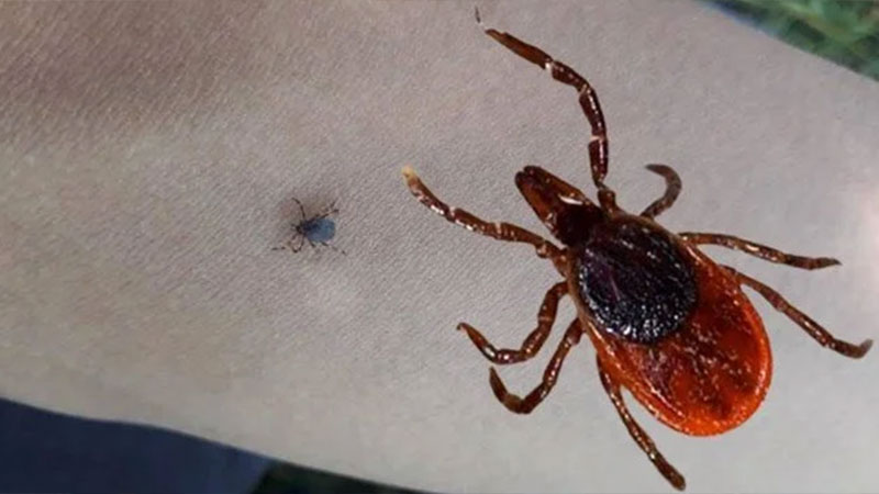 Bir kene vakası daha: Yaşlı adam hayatını kaybetti