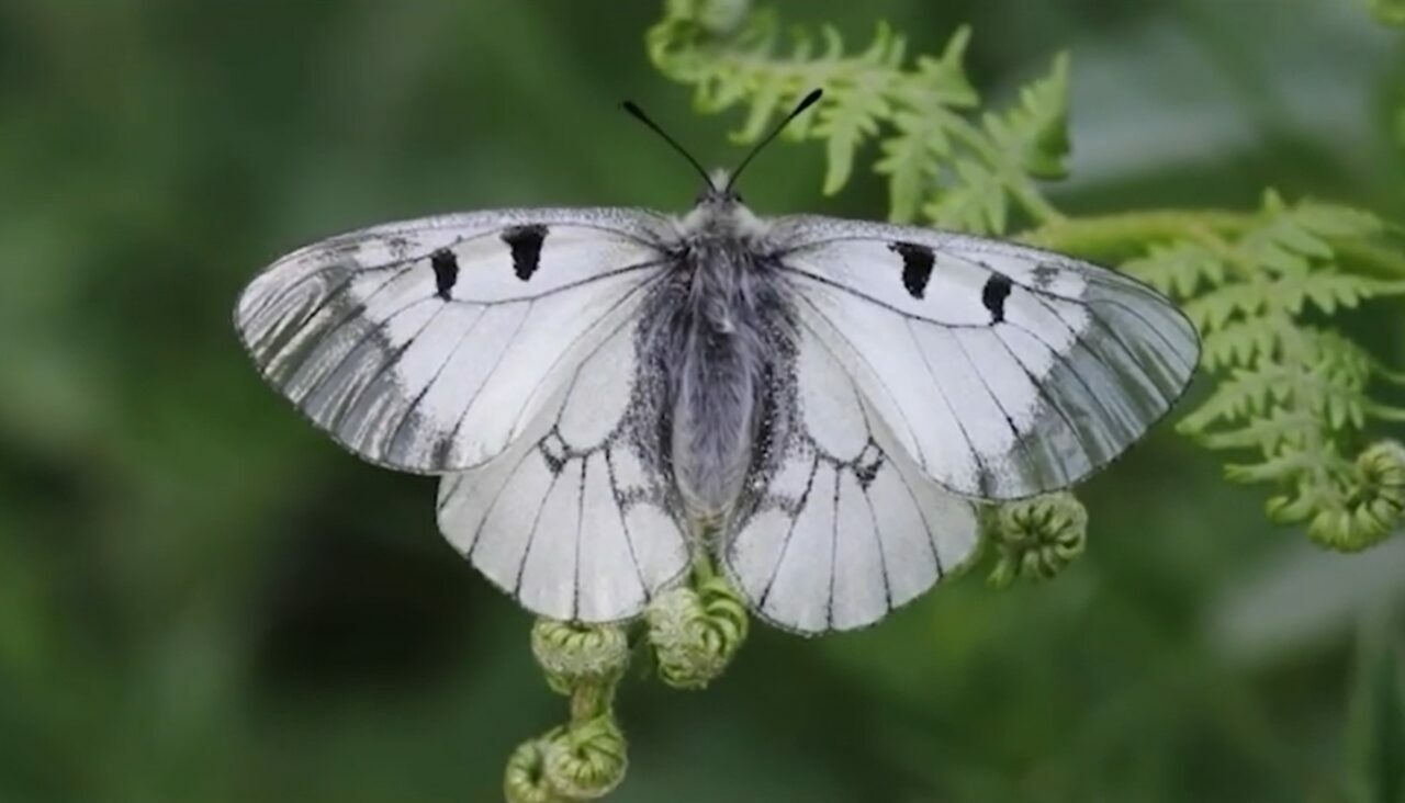 Nesli tehlike altında! Bursa Uludağ’da görüntülendi Nesli tehlike altında! Bursa Uludağ’da görüntülendi