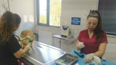 Bursa’da orman yangınlarından etkilenen hayvanlara belediye şefkati